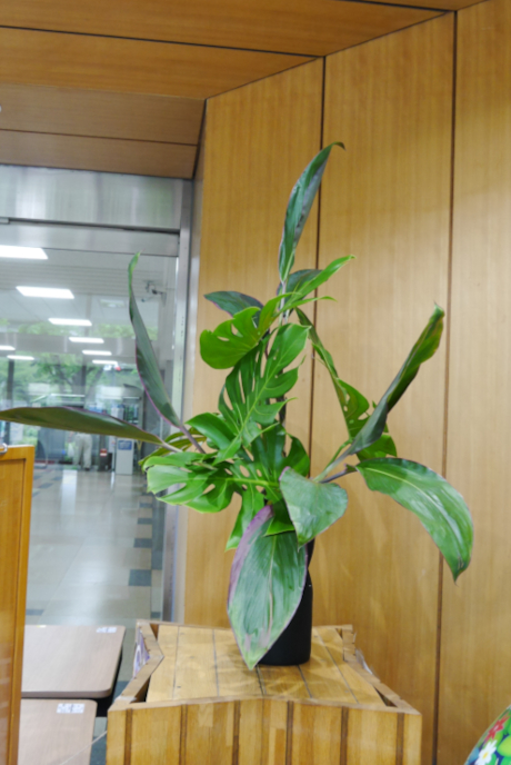 �W���̃t�����[�f�R���[�V�������������Ă����l�q �ߒ�1